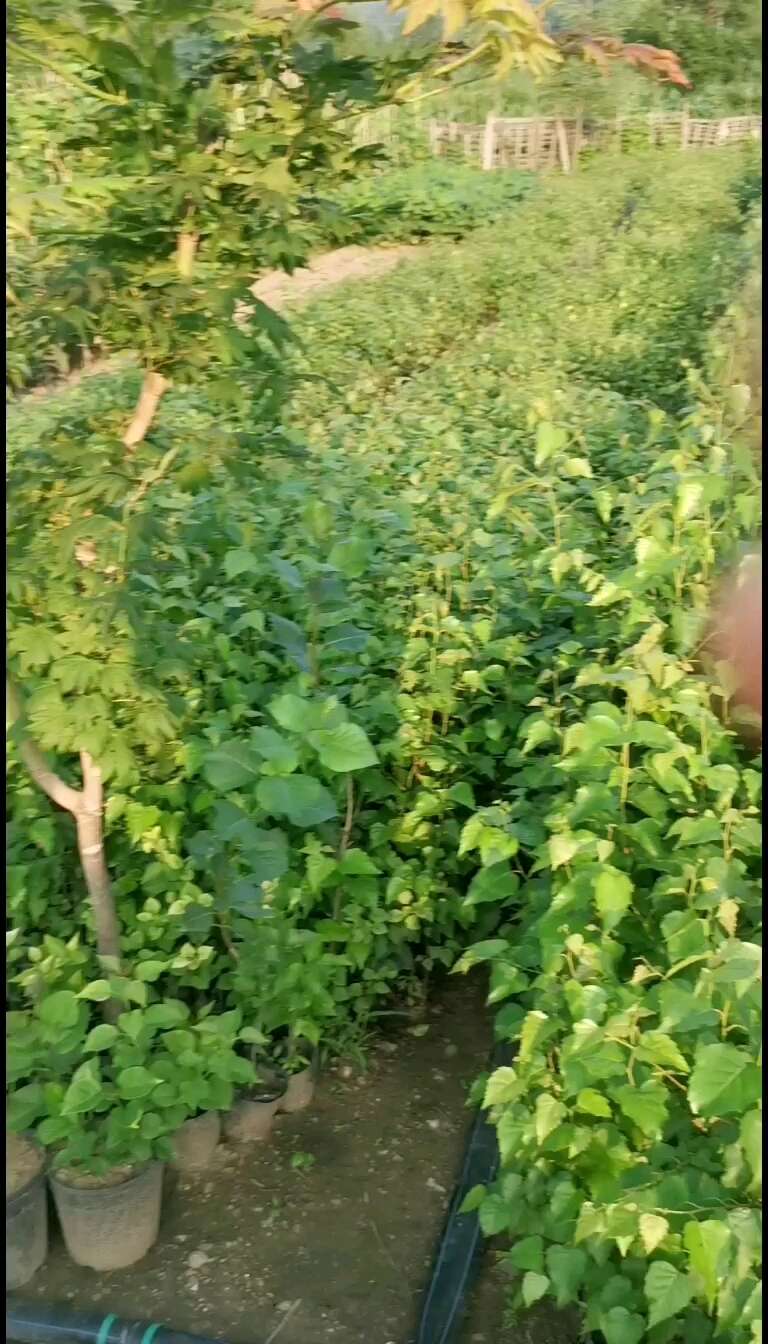 二年白桦移植裸根苗
