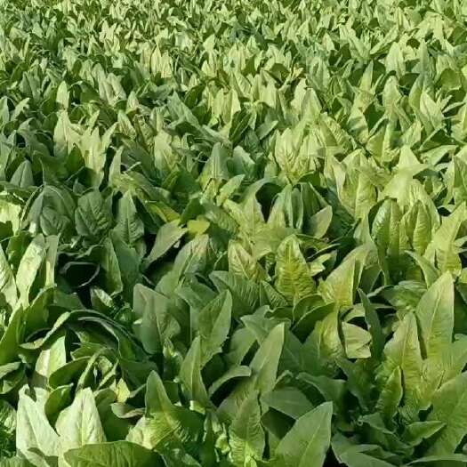 昆明油麦菜