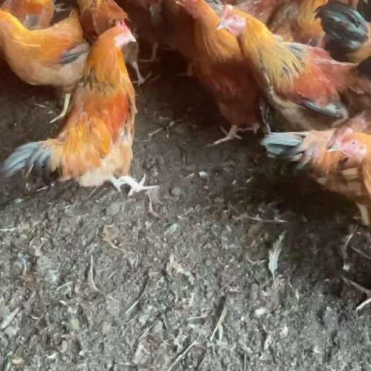英德市文昌鸡