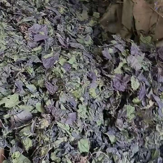 英德市紫苏批发