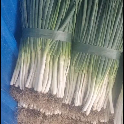 阜阳精品分葱
