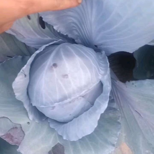 西吉县紫甘蓝