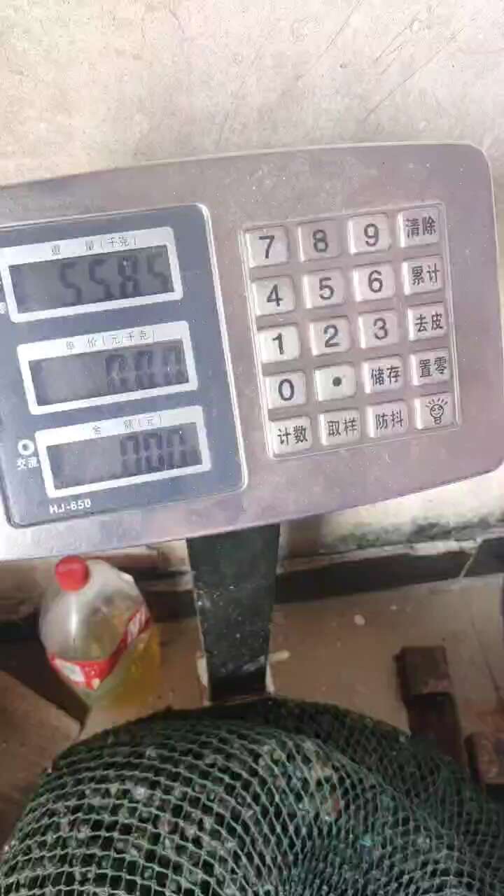 没有存货  现抓的  手快有