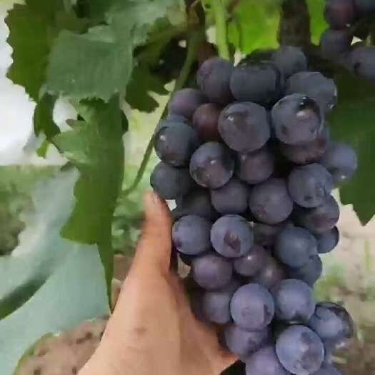 许昌葡萄