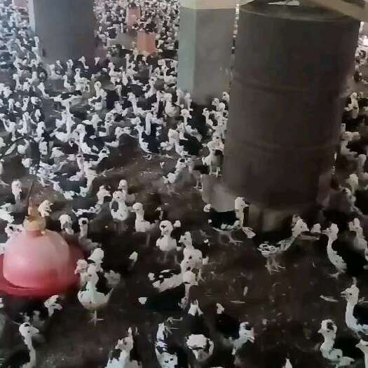 浏阳市贵妃鸡