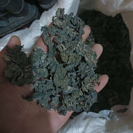 陇西县地皮菜