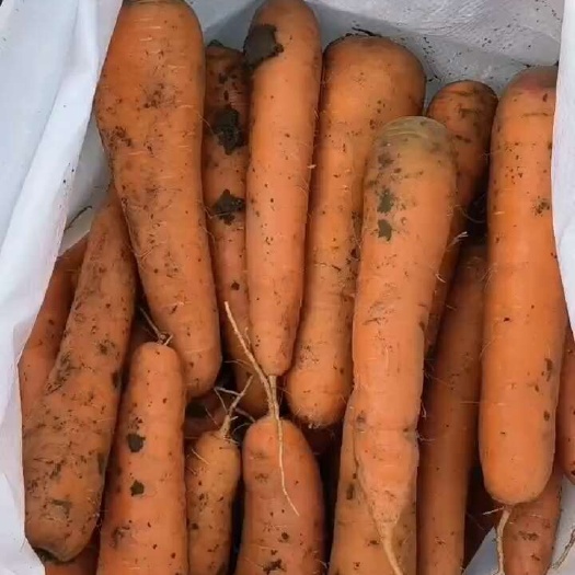 红皮胡萝卜 胡萝卜