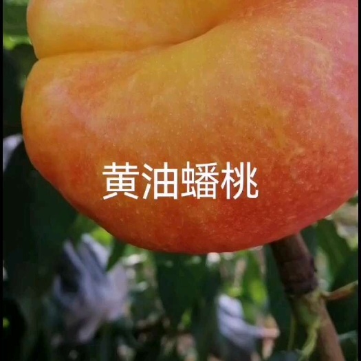 平谷大桃，品系齐全。
