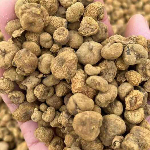 常年大量现货供应干元胡鲜元胡延胡素醋片