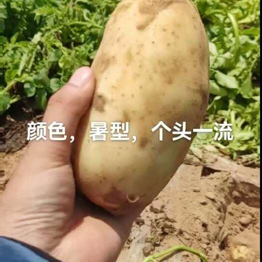 定边县黄心土豆