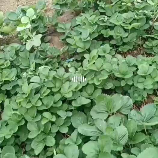 阜阳天仙醉草莓苗