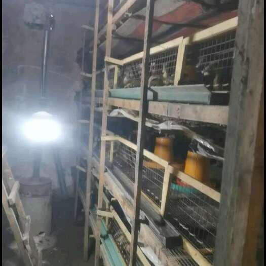 广汉市麻鸭1斤左右长期有货，育苗己打完