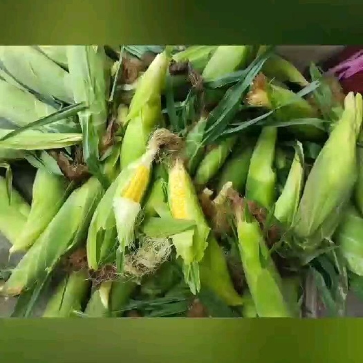 钟祥市鲜玉米