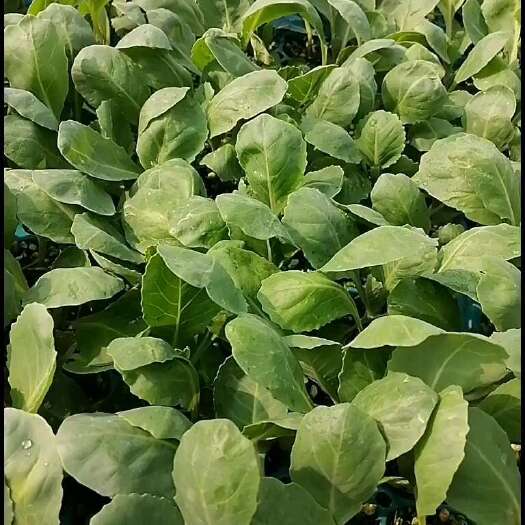 寿光市绿甘蓝苗水果甘兰苗圆白菜苗大头菜包心菜秧子春秋季种蔬菜苗