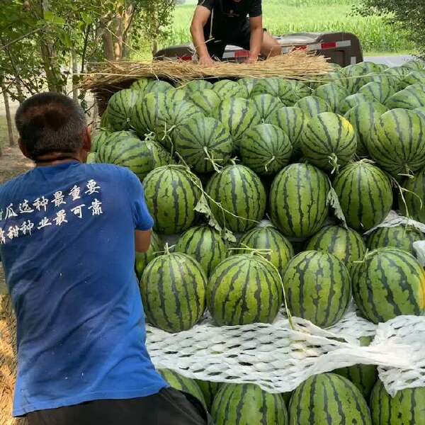 京欣西瓜大量供应  好货多多质量上乘 支持全国代发