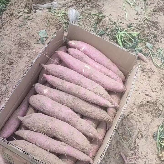 大荔县板栗红薯