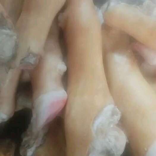 阳信县火烧毛牛蹄 厂家直销 价格优惠 可锯断 锯块 想要的老板下单