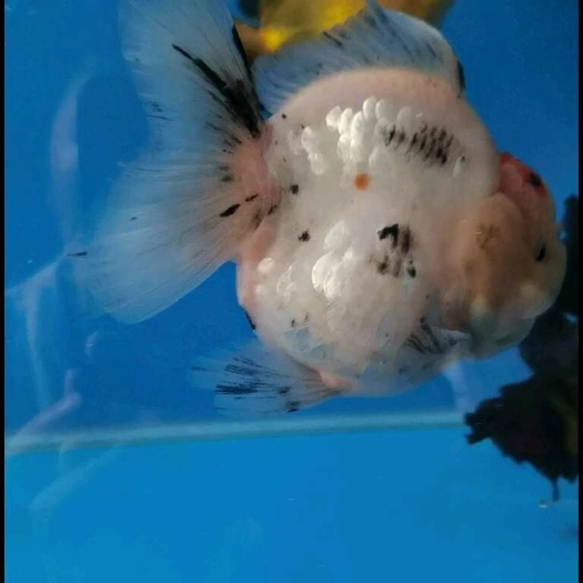 清远仅此一条