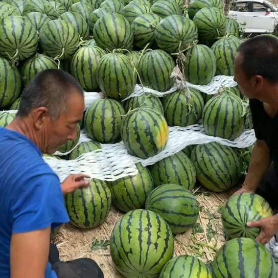 地雷西瓜，吉林产地一手货源，保质量，全程严把质量