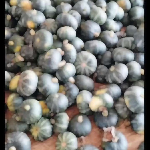 大荔县板栗南瓜