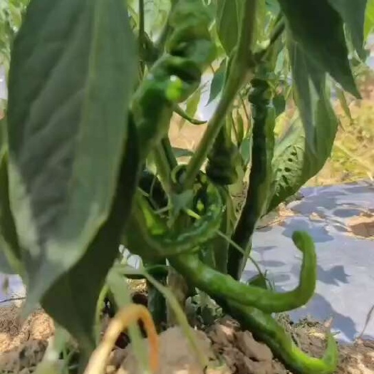 施秉县湘西百亩辣椒基地