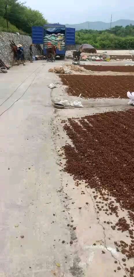 巴马县八角