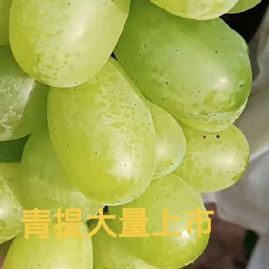 稷山县维多利亚葡萄大量上市了，欢迎各地老板前来合作
