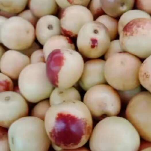 大荔县冬枣