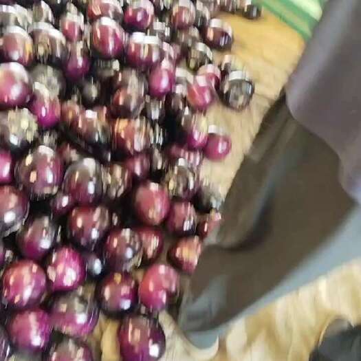 临漳县圆茄子