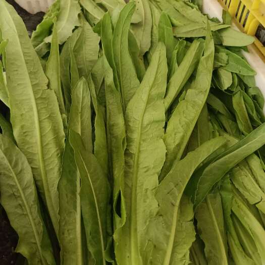 邯郸油麦菜