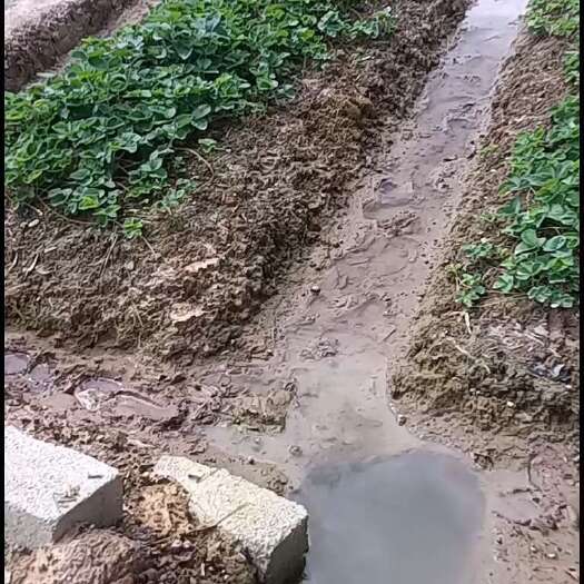 兴安县建德红草莓苗
