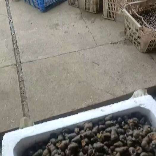 监利市石螺