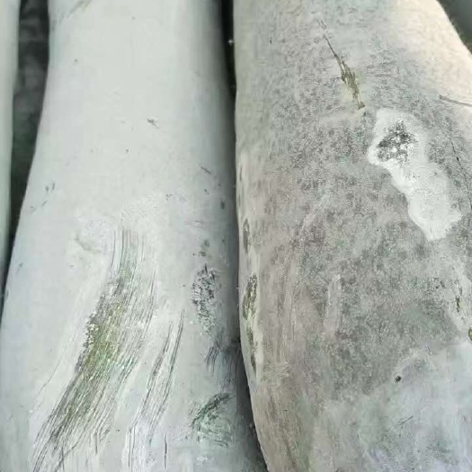 玉田县精品白皮吊冬瓜