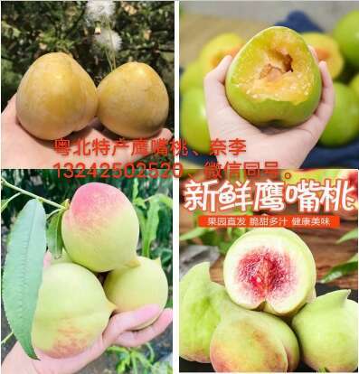 乐昌市鹰嘴桃，青奈李，黄金奈李