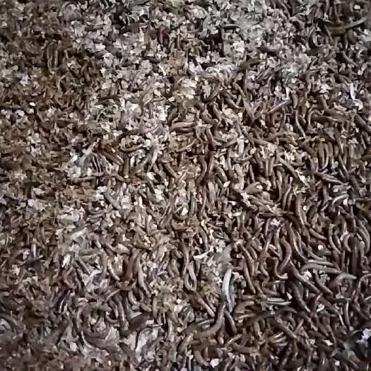 沂水县黄粉虫