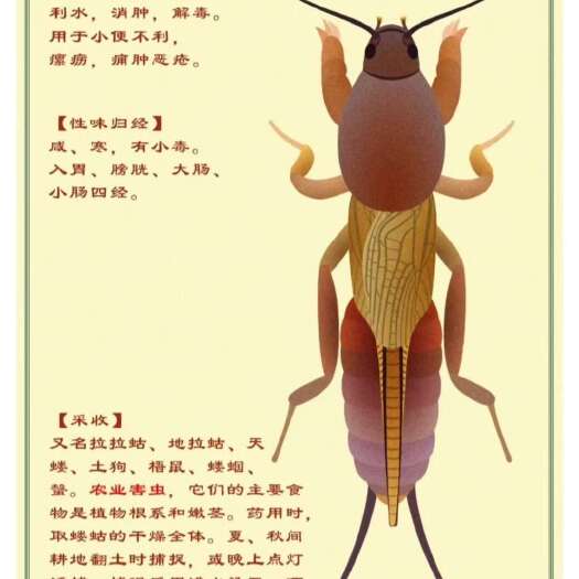 上林县中药材 蝼蛄