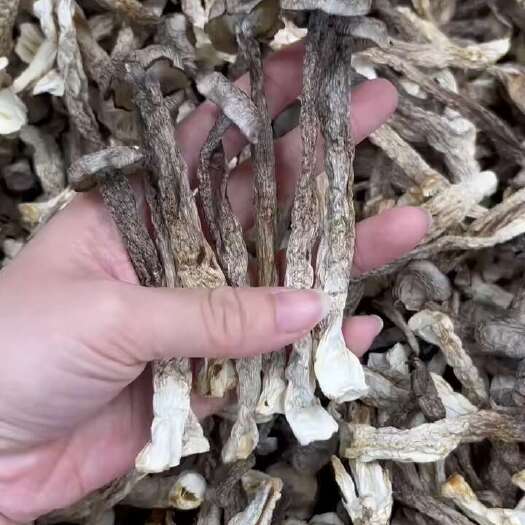 兴宁市精品鹿茸菇