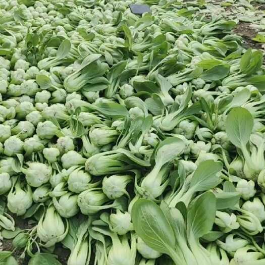 沈阳上海青