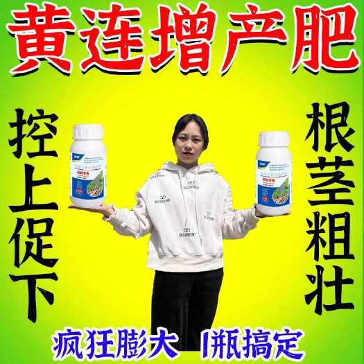 栾川县黄连地下根茎膨大素块根块茎膨大素中药材专用新型肥料药材膨大