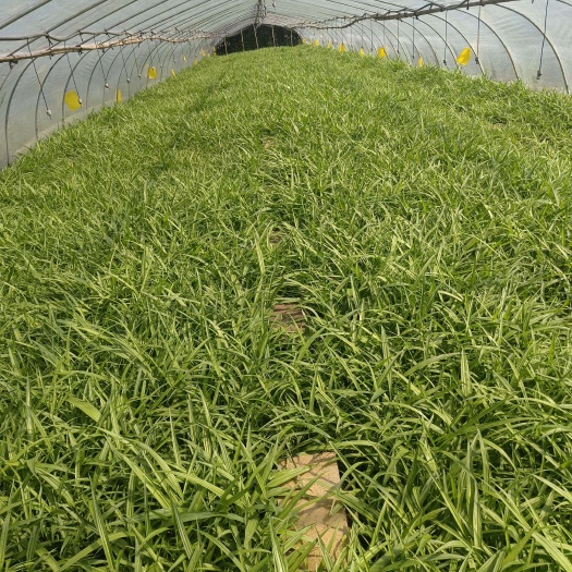 兴义市紫花白芨苗