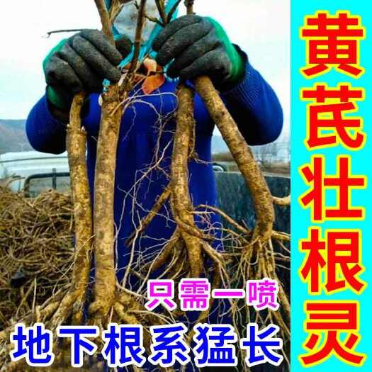 栾川县黄芪壮根灵膨大增产剂控旺药中药材地下根茎膨大素地下猛长膨大剂