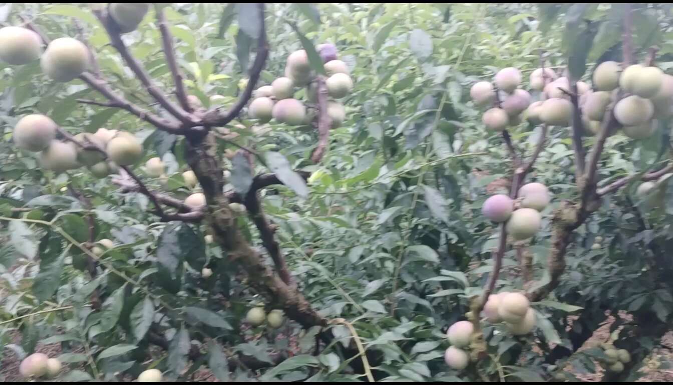 脆红李