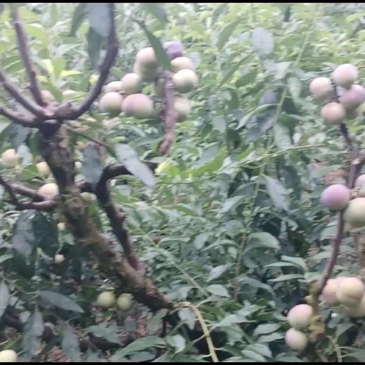 镇宁县脆红李