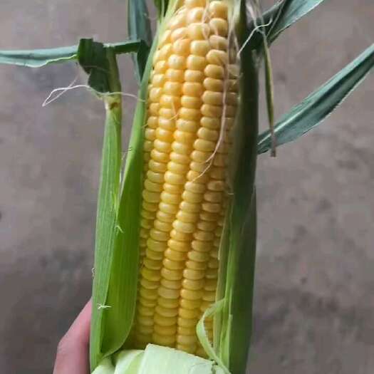 长阳县甜玉米