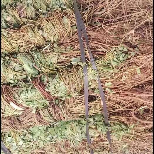 玉林长扎带叶鸡骨草中药批发一手货源量大忧惠