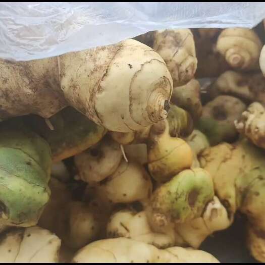 贵州安龙县的鲜黄精