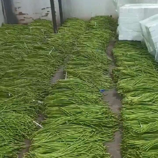 云南长豇豆，扁豆，白不老白芸豆四季豆等大量上市，欢迎订购