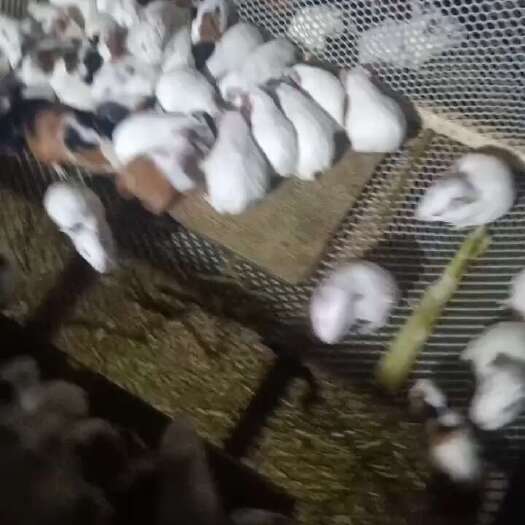 开封长期供应荷兰猪，种苗等