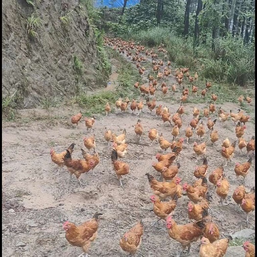 丰都林下散养土鸡
