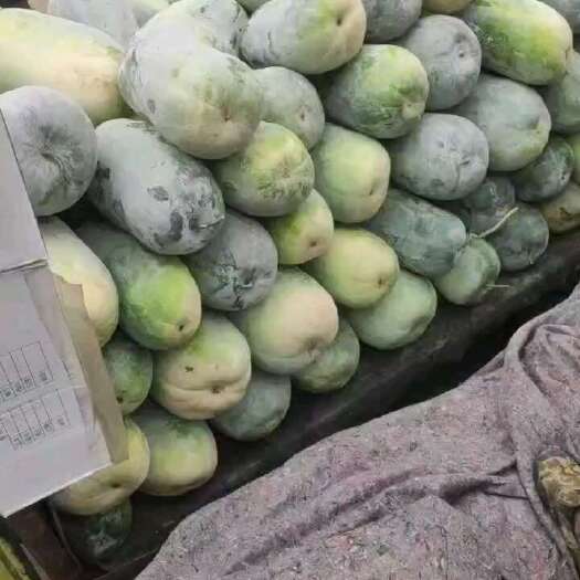 漯河白皮冬瓜